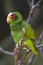 Yellow-lored Parrot