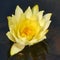 Yellow lotus or Indian lotus or Indian lotus ( Nelumbo nucifera ) flower floating in pond, isolated.