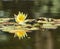 Yellow Lotus with leafs water lily, water plant with reflection in a pond