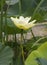 Yellow Lotus nelumbo Lutea Flower