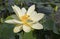 Yellow Lotus nelumbo Lutea Flower closeup