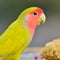 Yellow Lovebird