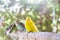 The Yellow Lovebird