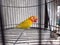 yellow lovebird bird with fungus on the head