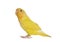 Yellow Lovebird isoated on white