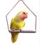 Yellow Lovebird on Swing
