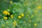Yellow lucerne (Medicago falcata) on a wayside.