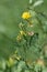 Yellow lucerne, sickle alfalfa or sickle medick (Medicago falcata)