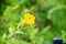 Yellow ludwigia octovalvis flower