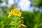 Yellow ludwigia octovalvis flower