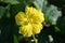 Yellow Luffa cylindrica flower