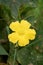 Yellow Luffa cylindrica flower in nature garden