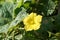 Yellow Luffa cylindrica flower in nature garden