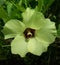 Yellow luffa flower of lady finger vegetable