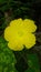 Yellow luffa flower of tori vegetable