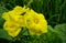 Yellow luffa flowers in the rice fields