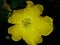 Yellow luffa tori flower on black background