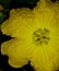 Yellow luffa tori flower closeup view grow in the farm