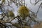 Yellow luminous Mistletoe growing on old gnarled tree