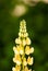 Yellow Lupin Flowers Closeup