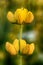 Yellow Lupine Lupinus luteus 1