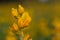 Yellow Lupine Lupinus luteus 3