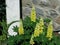 Yellow Lupines