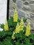 Yellow Lupines