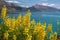 Yellow lupines at Lake Wakatipu