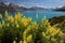 Yellow lupines at Lake Wakatipu