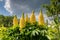 Yellow lupins in a garden