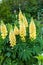 Yellow lupins in a garden
