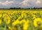 Yellow and lush Agricultural fields of sunflowers