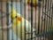Yellow lutino cockatiel behind bars