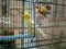 Yellow lutino cockatiel in black cage sitting on perch