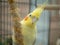 Yellow lutino cockatiel looking out from behind millet