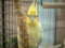 Yellow lutino cockatiel peering from behind millet in cage