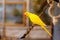 Yellow Lutino Indian Ringneck Parakeet sitting on a rope