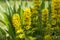 Yellow lysimachia punctata in bloom