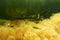 Yellow Macarenia clavigera with fish
