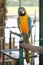 Yellow macaw with blue wing