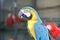 Yellow macaw with blue wing and green head