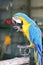 Yellow macaw with blue wing licking leg