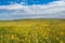 Yellow machair of Isle of North Uist, Outer Hebrides, Scotland