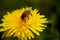 Yellow Macro Flower With Bee