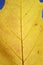 Yellow macro leaf