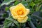 Yellow magnificent rose in the garden among the greenery_