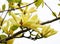 Yellow magnolia blossom in springtime