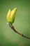 Yellow Magnolia Bud