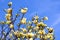 Yellow magnolia flower